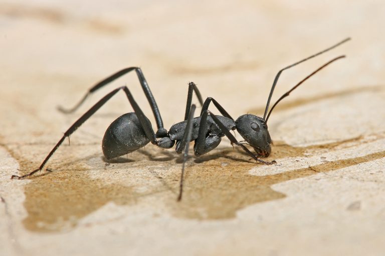 carpenter-ant-pest