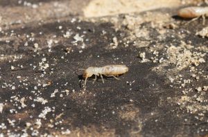 What Are Eastern Subterranean Termites?
