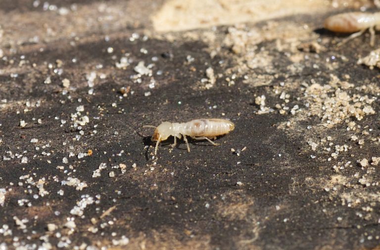 What Are Eastern Subterranean Termites?