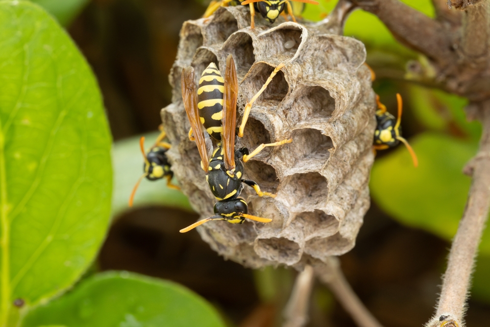 Paper Wasp Nest in massachusetts near worcester