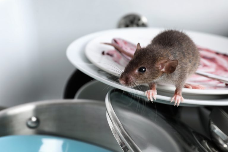 Rat removal on kitchen plate in Massachusetts