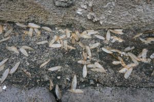 Signs of Termites in New England