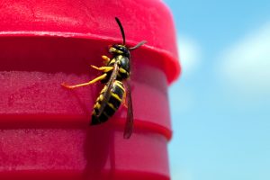 Closeup,Of,Eastern,Yellow,Jacket,Wasp,With,Pink,And,Blue