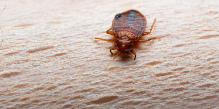 Bed bug on bed