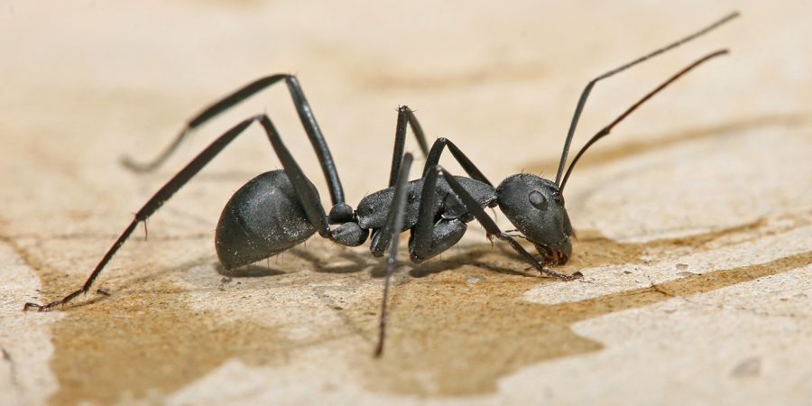 carpenter-ant-pest