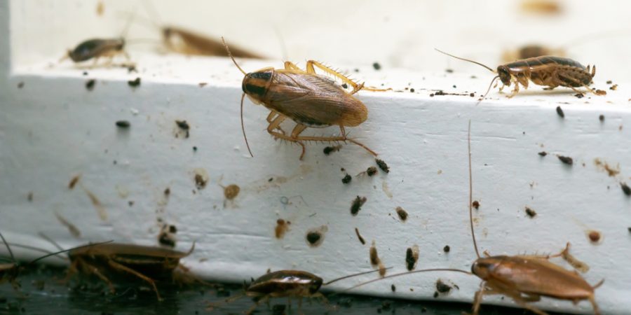 German cockroaches mass