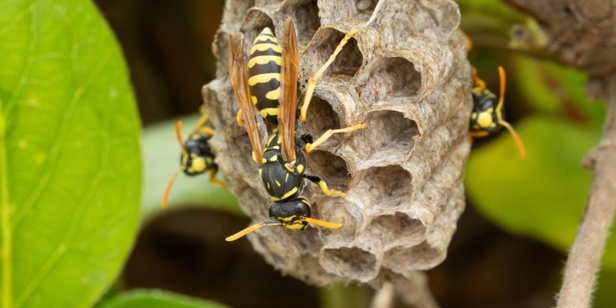 Paper Wasp Nest in massachusetts near worcester
