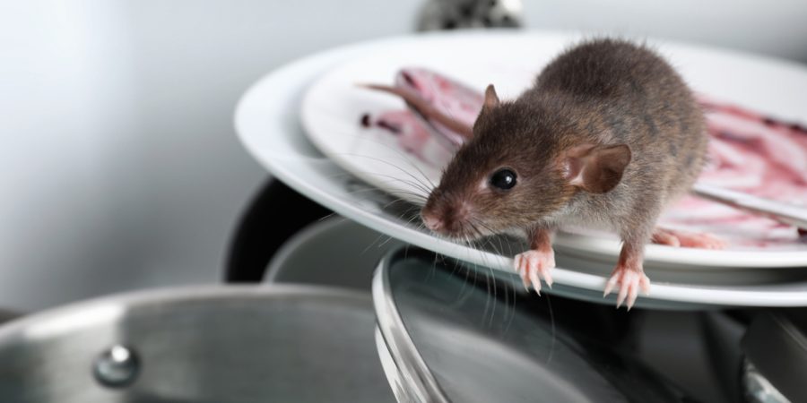 Rat removal on kitchen plate in Massachusetts