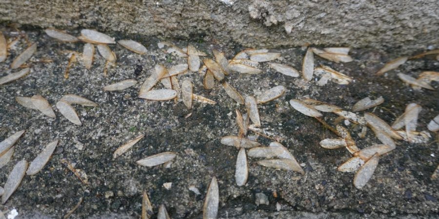 Signs of Termites in New England